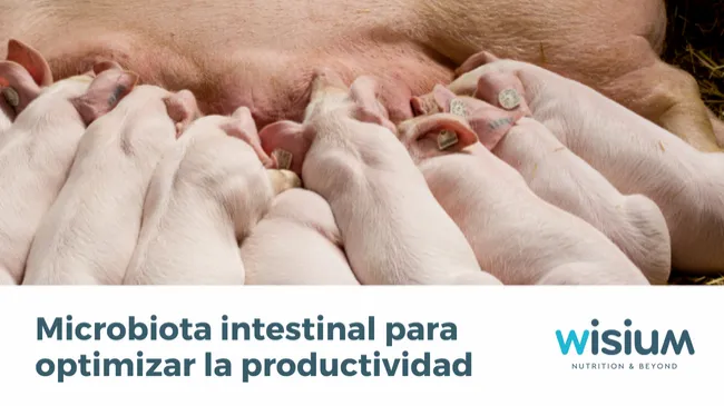 Gestión del microbiota intestinal para optimizar la productividad