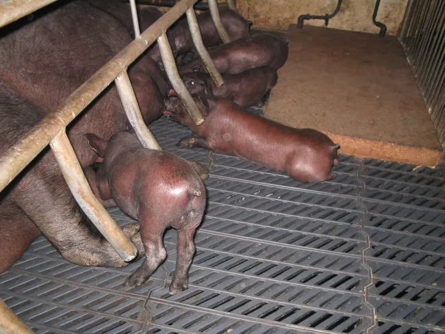 cerdos ibericos 