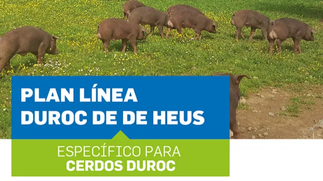 Cómo conseguir la mayor calidad en la carne Duroc con el Plan Línea Duroc.