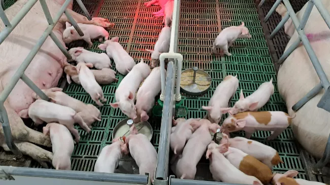 El paquete bioactivo compatible con el sustituto de la leche genera beneficios para los lechones