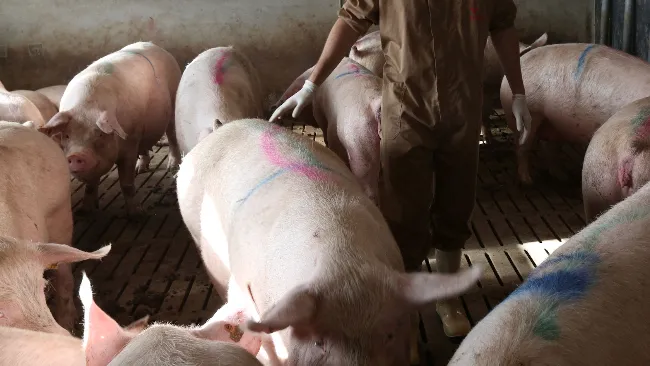 Benefits of farrowing synchronization in sows