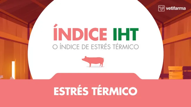 ¿Cómo podemos prevenir el estrés térmico en cerdos?