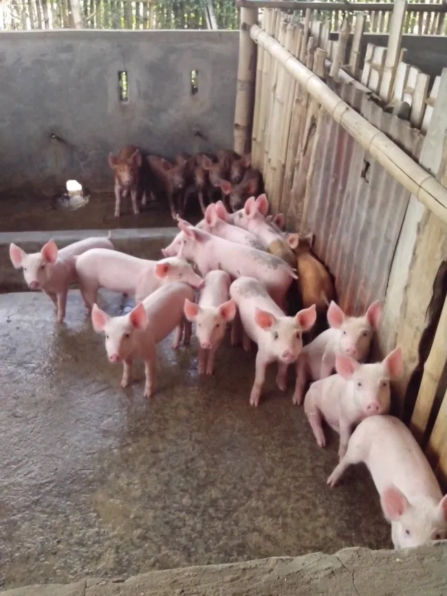 VMB Malipayon piggery 