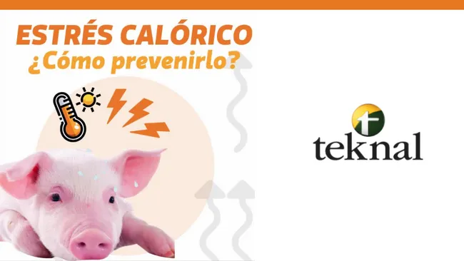 ¿Cómo prevenir el estrés por calor en cerdos?