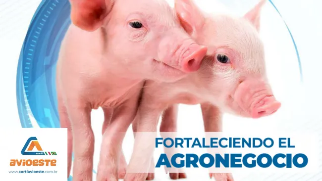 Equipos para porcicultura | Fortaleciendo el agronegocio