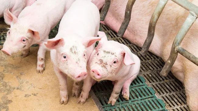 Importance of Air Quality in Buildings for Swine