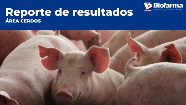 Impacto de la densidad y cm de comederos en la etapa de engorde