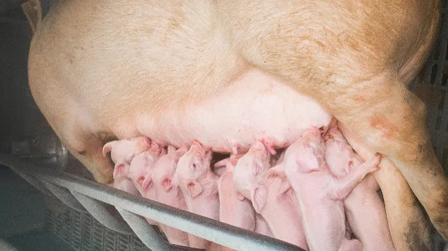 Heating Systems for New-born Piglets