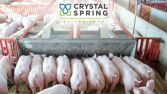 Pesos de beneficio más altos son mejores en la producción de carne de cerdo