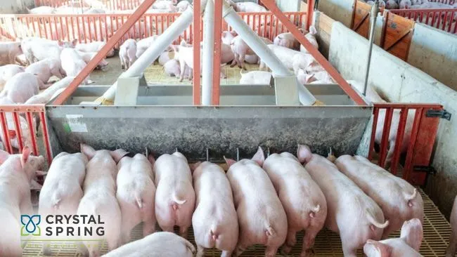 Maiores pesos são melhores na produção de carne suína