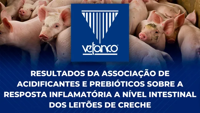 Associação de Acidificantes e Prebióticos para Leitões em Fase de Creche