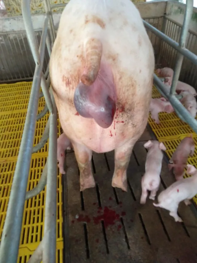 Mycoplasma Suis