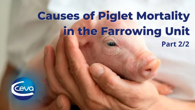Causes of Piglet Mortality in the Farrowing Unit (2/2)
