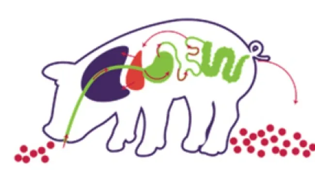 La Coccidiosi nei suinetti / Ceva blog / Suini / SPECIE / Ceva Italy