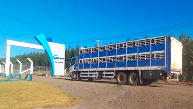 Agroceres PIC inicia povoamento do Núcleo Genético Gênesis