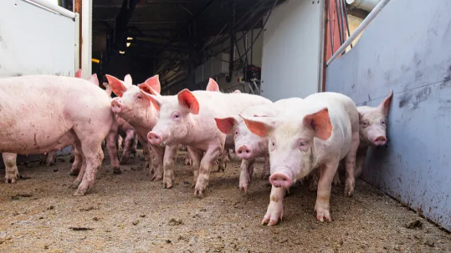 Infection Protection in Pig Herds - Part One