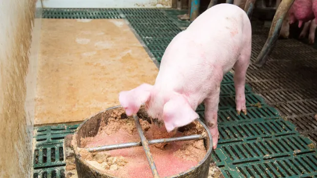 Diarrea neonatal en lechones - Coccidiosis y Clostridium