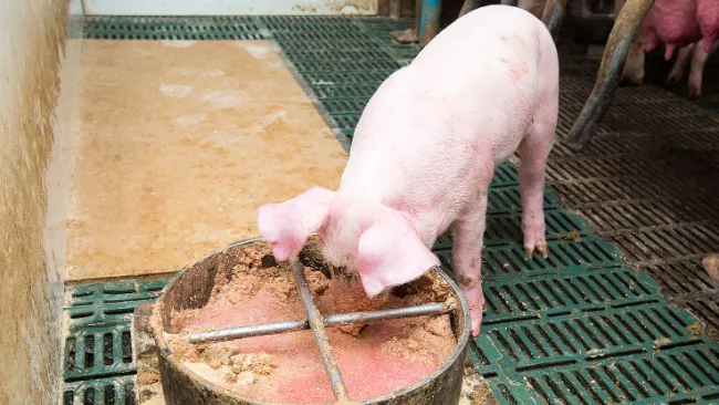 Diarrhée néonatale chez les porcelets - Coccidiose et Clostridium