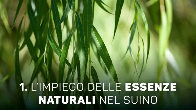 Ulmalix: una scelta “naturale” 🌱