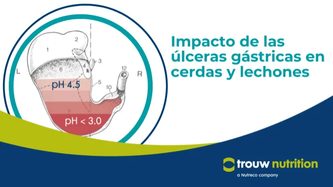 ¿Qué impacto tienen las úlceras gástricas en cerdas y lechones?  