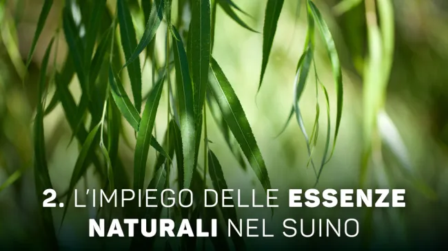 L’impiego delle essenze naturali nel suino🐽 