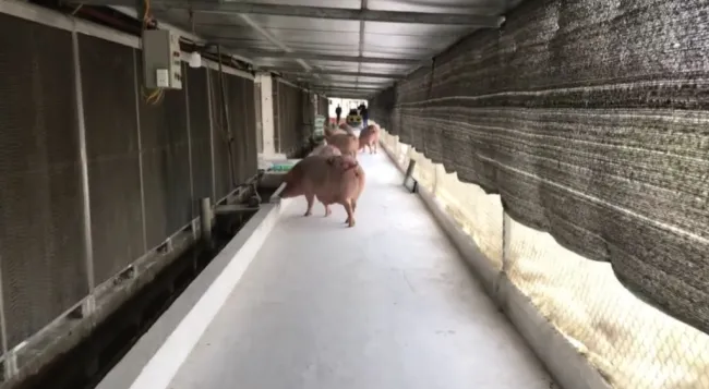 Che mái dàn mát chống nóng cho heo