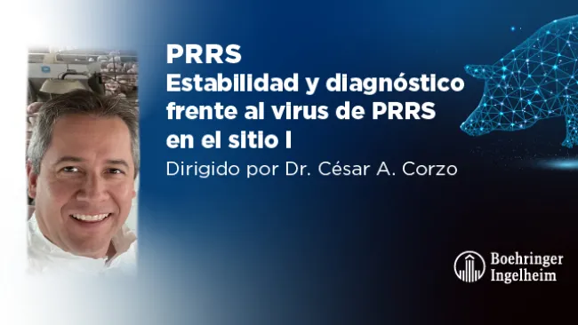 Actualización técnica: Estabilidad y diagnóstico frente al virus de PRRS en el sitio I
