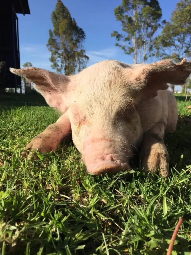 🐷🐽