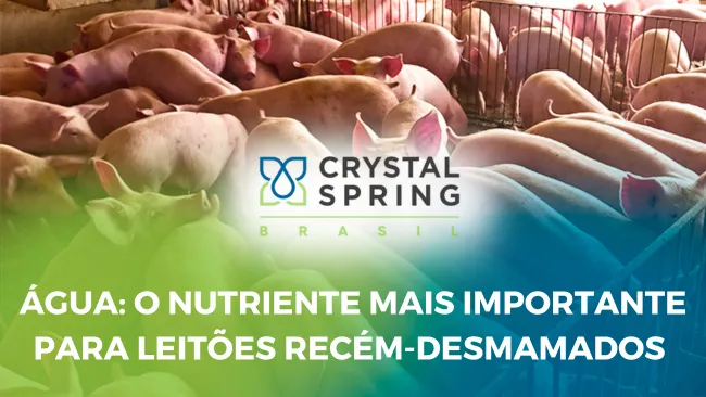 Qual a quantidade de água que um leitão precisa?