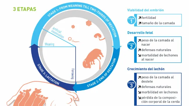 Programa Neonate - Fin de la gestación: mejor desarrollo fetal