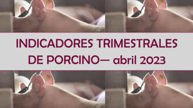 Disponible el resumen trimestral de indicadores de porcino del primer trimestre de 2023