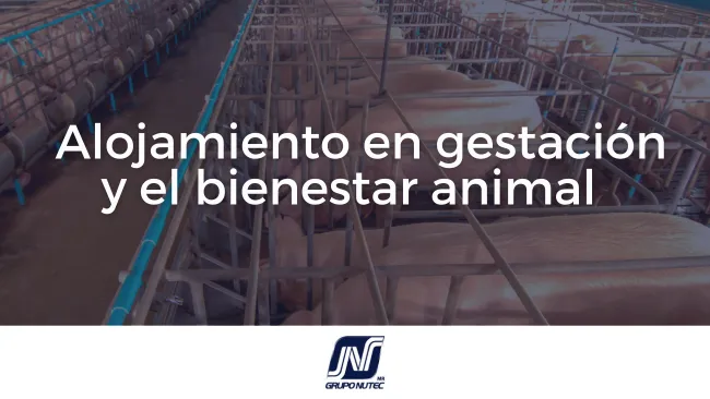  Alojamiento en gestación y el bienestar animal 
