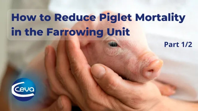 How to Reduce Piglet Mortality in the Farrowing Unit (1/2)