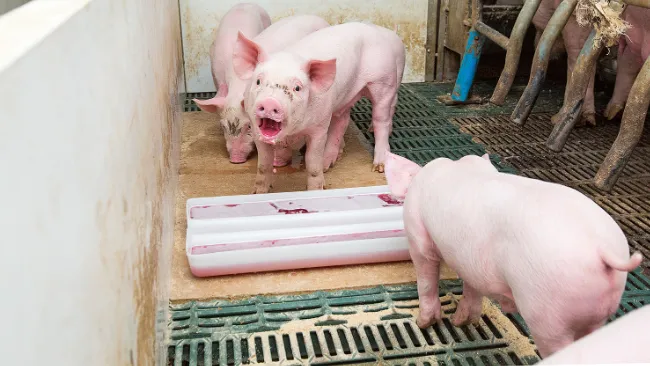 Qualité de l’air dans les bâtiments pour les porcs 
