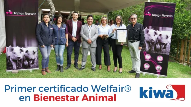 KIWA concede el primer Certificado Welfair en Bienestar Animal a Topigs Norsvin Ecuador
