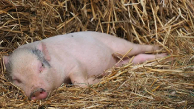 Come ridurre al minimo lo stress dei suinetti / Ceva blog / Suini / SPECIE / Ceva Italy