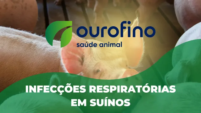  Vacinação é um ponto chave no controle da Pneumonia Enzoótica Suína