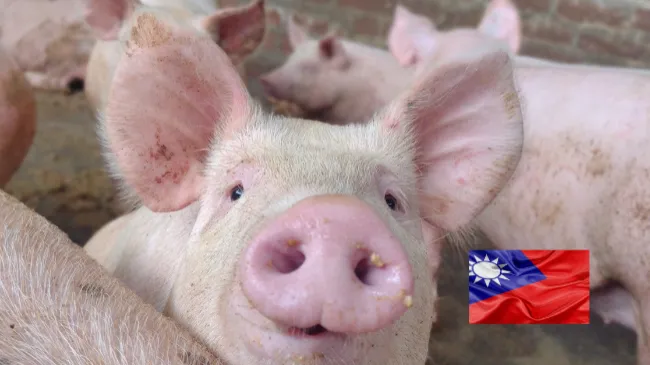 Una actualización sobre la producción porcina de Taiwán