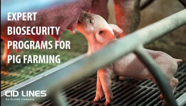 Hygiene in pig farms is essential to prevent the outbreak of diseases....