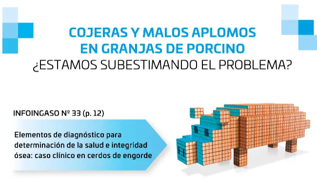 InfoIngaso Nº33 | COJERAS Y MALOS APLOMOS EN GRANJAS DE PORCINO ¿ESTAMOS SUBESTIMANDO EL PROBLEMA?