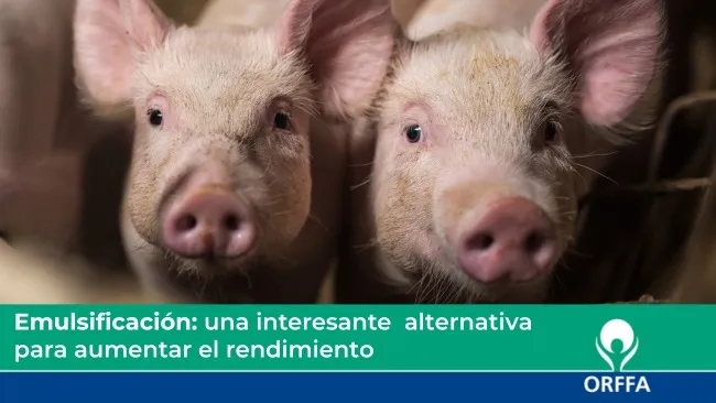 Emulsificación, una interesante alternativa para aumentar el rendimiento