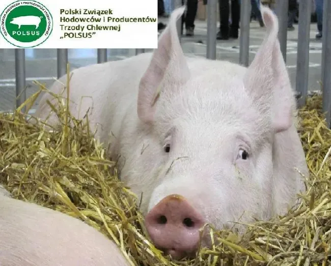 Mała giełda wystrzeliła! Na ostatniej sesji ISW cena świń podskoc...