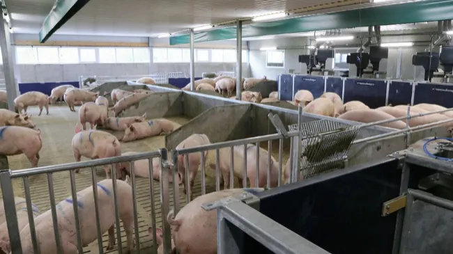 La alimentación de las cerdas en la etapa de la gestación temprana
