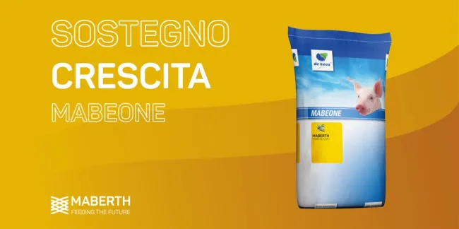 Mabeone è la nostra linea di mangimi completi per suinetti dal second...