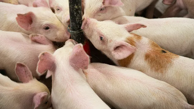 Creamos valor en la cadena alimentaria 