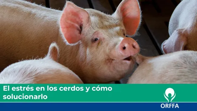 El estrés en los cerdos y cómo solucionarlo