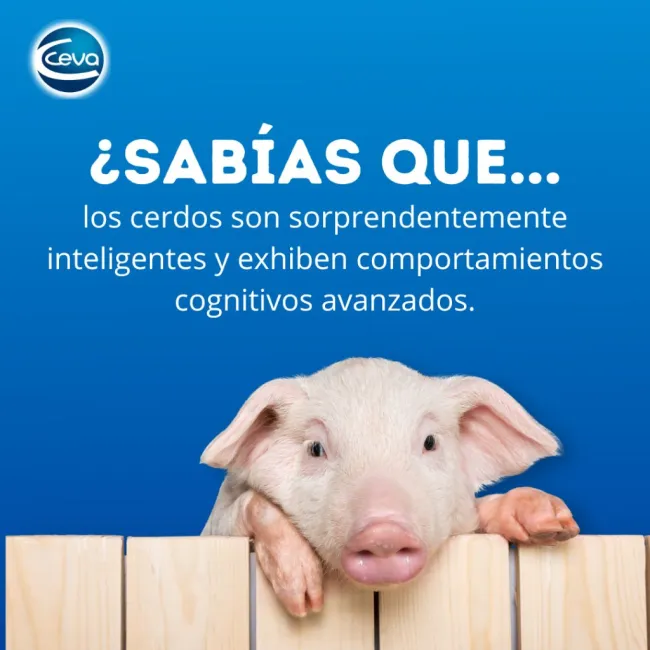 Descubre la inteligencia de los cerdos: