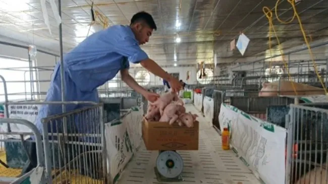 Una actualización sobre la producción porcina de Vietnam 