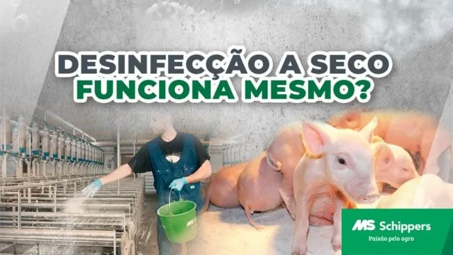 Entenda como a manutenção de um ambiente seco melhora os resultados produtivos