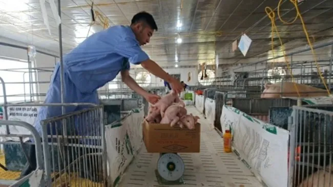 Aktualna sytuacja związana z produkcją świń w Wietnamie